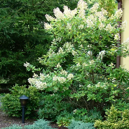 Pod Lasem Na Mazurach Lodge Ryn (Warmian-Masurian)